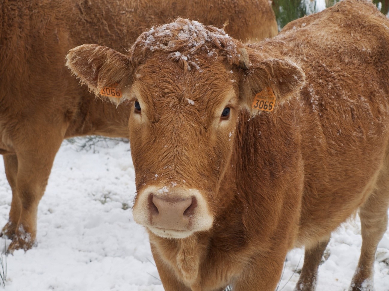 La ganadería en climas fríos – AGROTIME